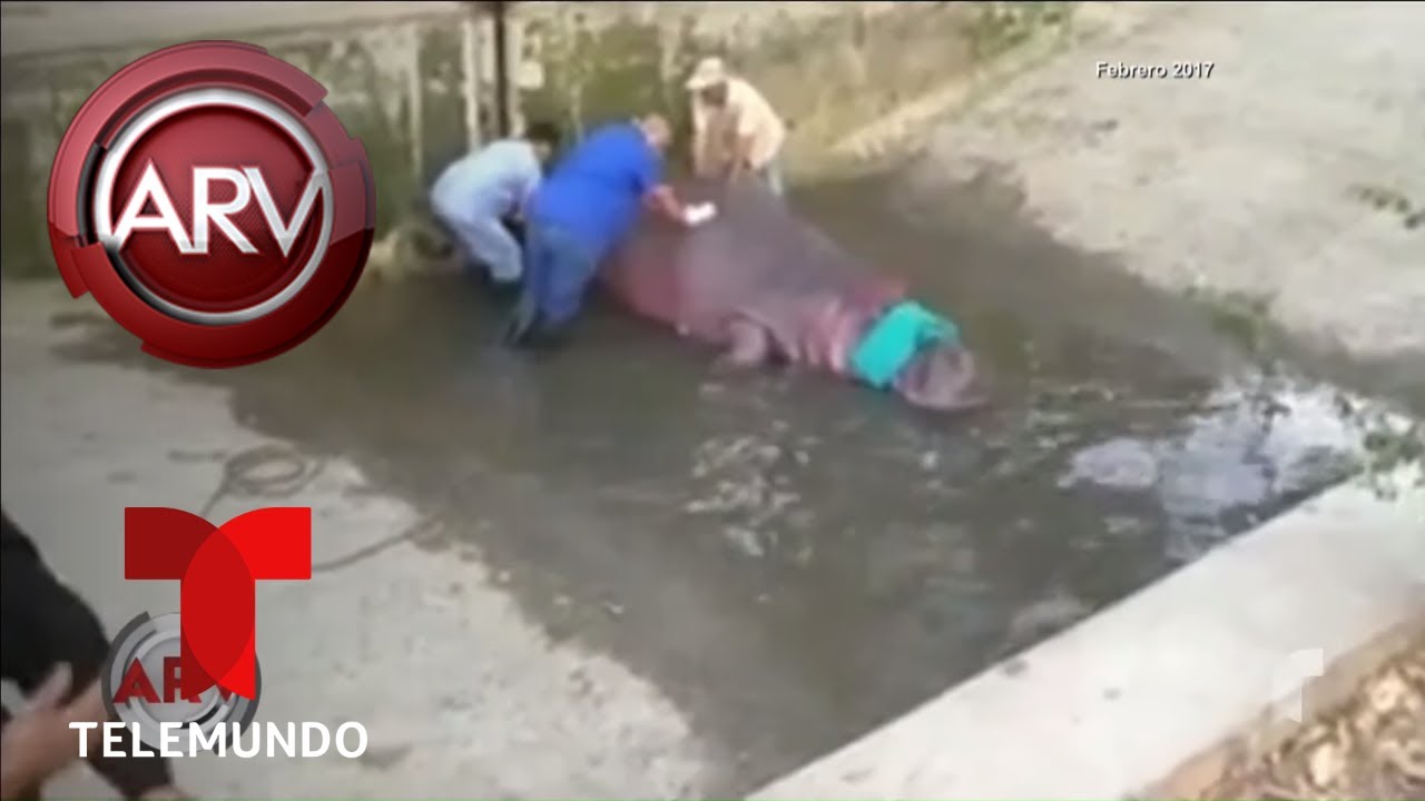 Quieren cerrar el zoológico en El Salvador | Al Rojo Vivo | Telemundo