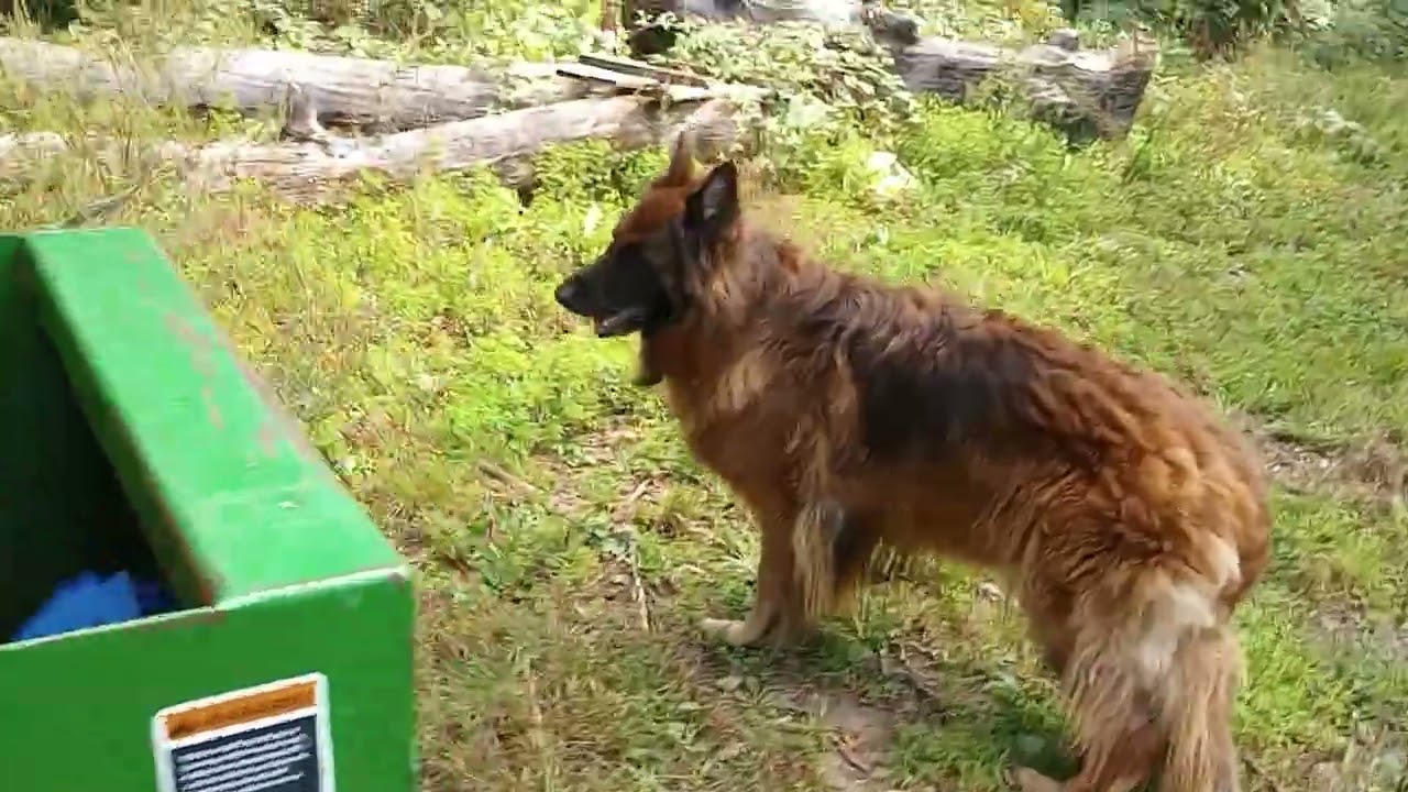 One of that very last video that has Toolie, my Long Hair German Shepherd in it.