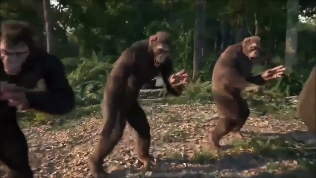 #meme Ape Dancing