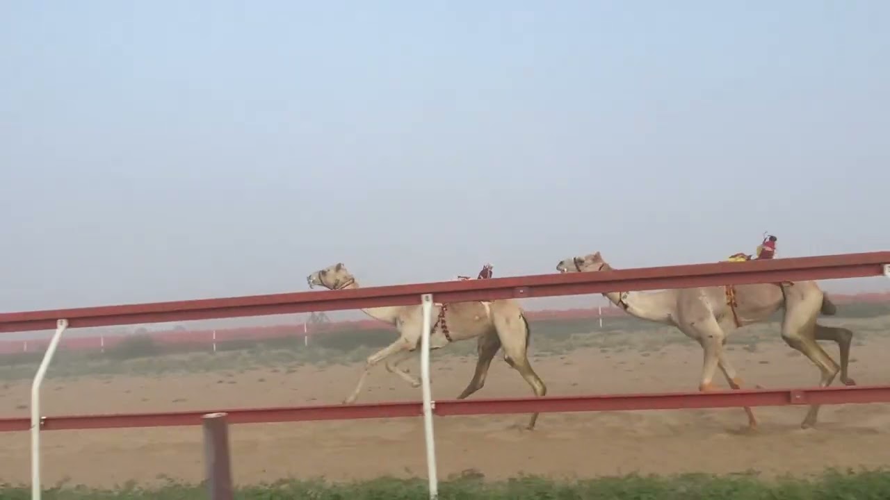 الشوط 6  / 7-2-2025