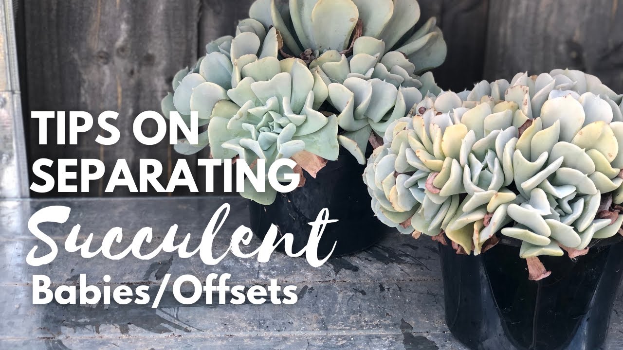 TIPS on SEPARATING SUCCULENT Offsets/Babies/Pups featuring Echeveria Topsy Turvy