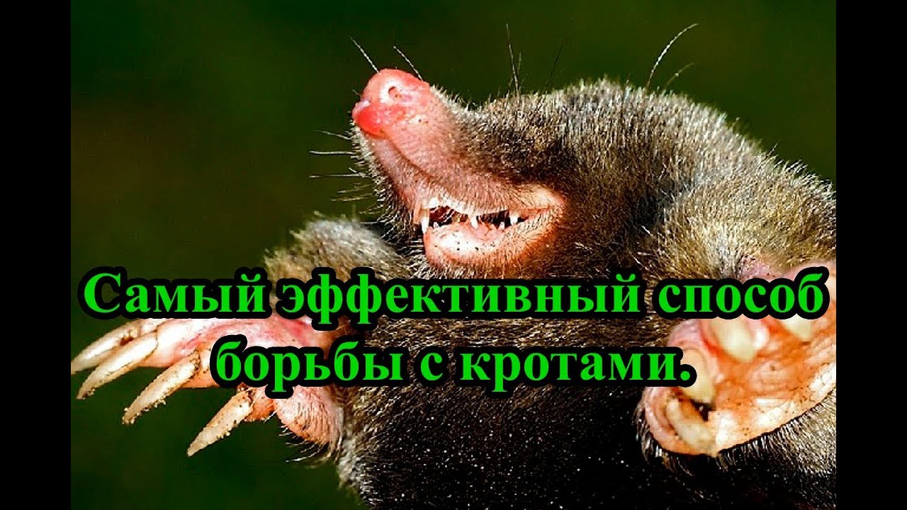 Самый эффективный способ борьбы с кротами.