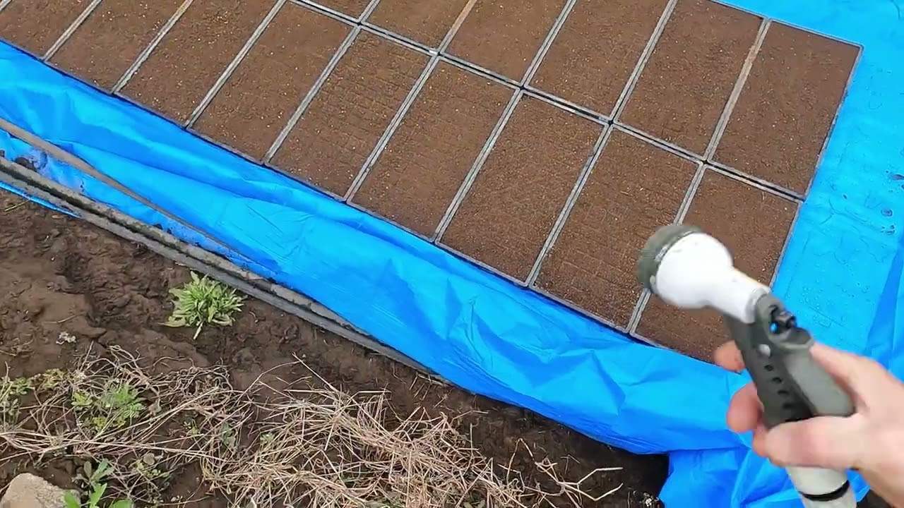稲の苗作り