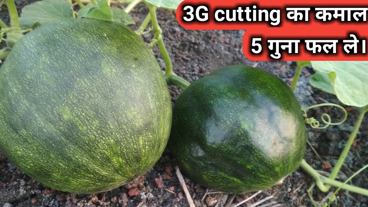 3G cutting को करना सीखिये ।  3G cutting in Pumpkin plant .
