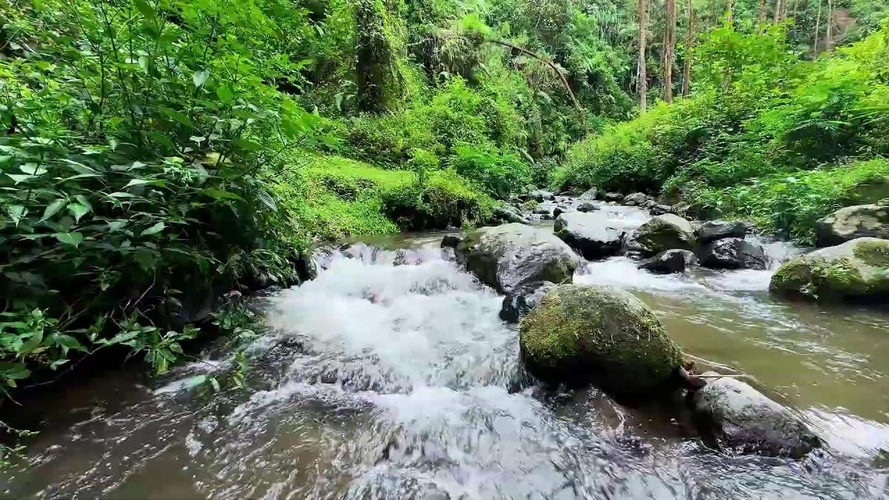 Calming river sound inside dark forest guiding mental peace into deeper deep sleep