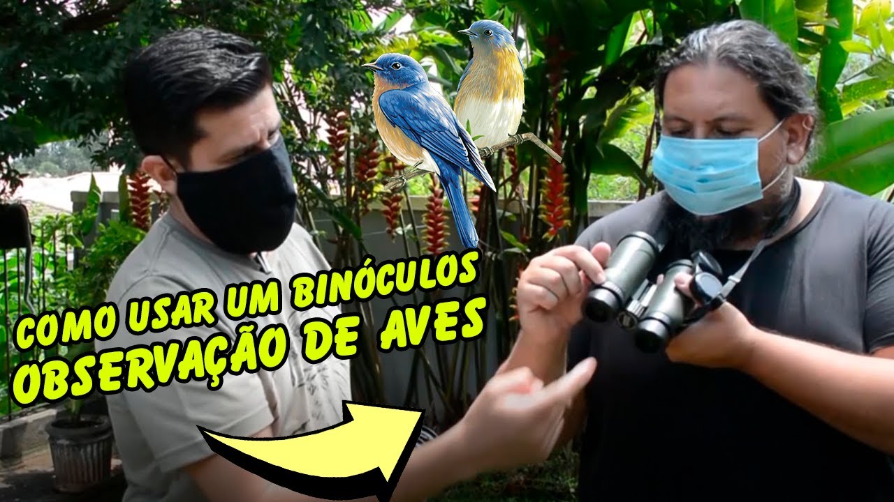 O Que você precisa saber sobre binóculos observação de aves - Solução Pet