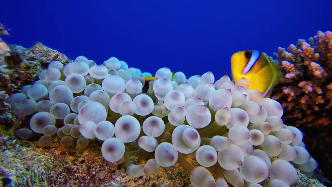 Life Beneath the Surface | Divers and Ocean Wildlife (4K Documentary)