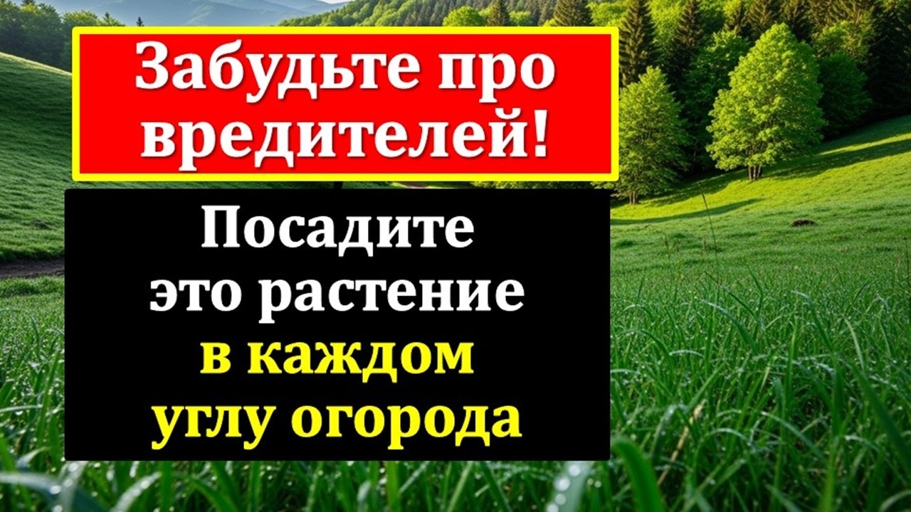 Ваш урожай под угрозой? Посадите укроп! Он спасет огурцы, капусту и морковь от всех вредителей!