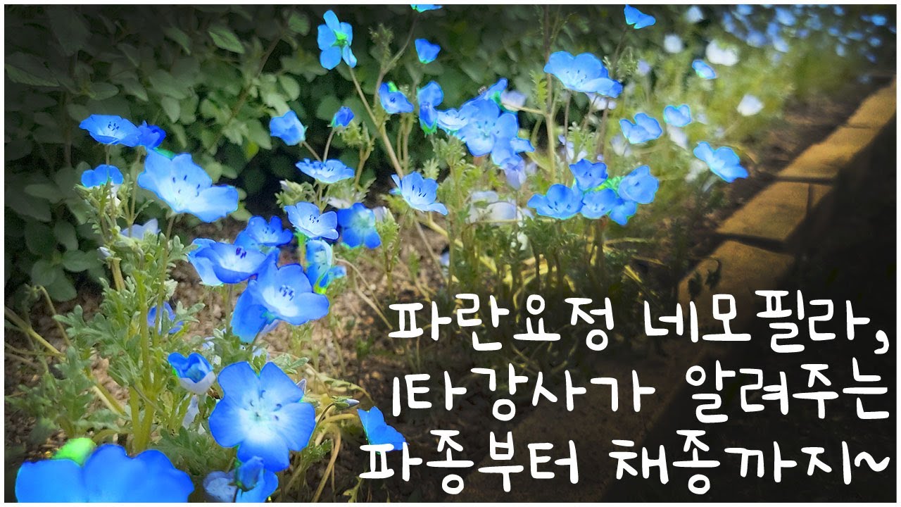 #67. Один год роста от посева Blue Fairy Nemophila до цветения.