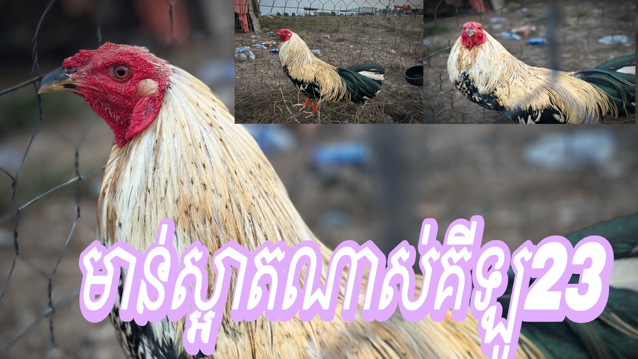 Part 63, មាន់ស្អាតណាស់គីឡូ23, #roosterchicken 
