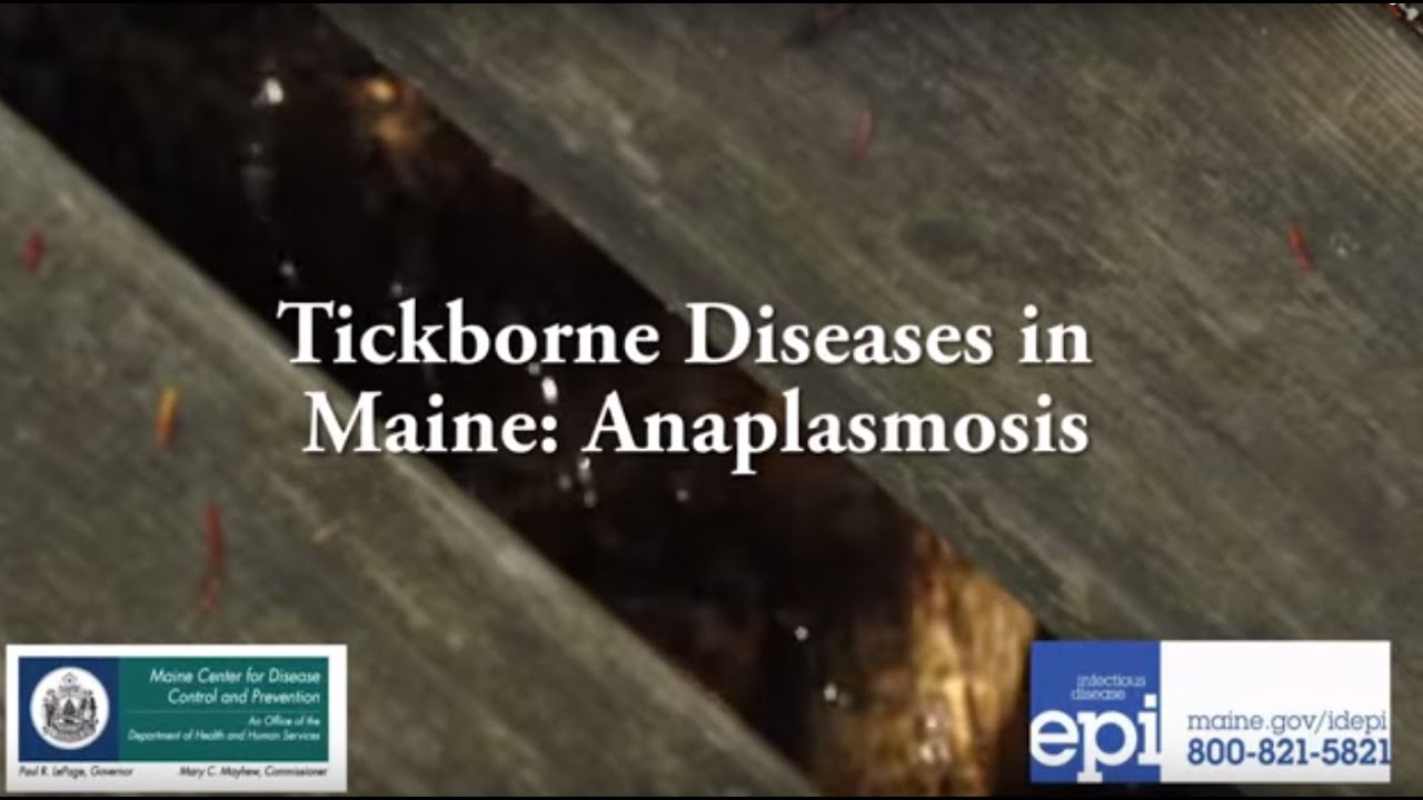 Tickborne Diseases in Maine: Anaplasmosis