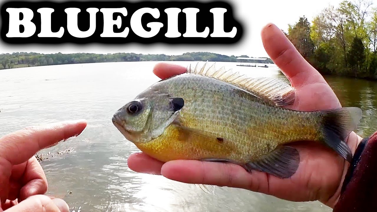 Can't Catch Any Bass? Fish for Bluegill Instead! (Realistic Fishing)