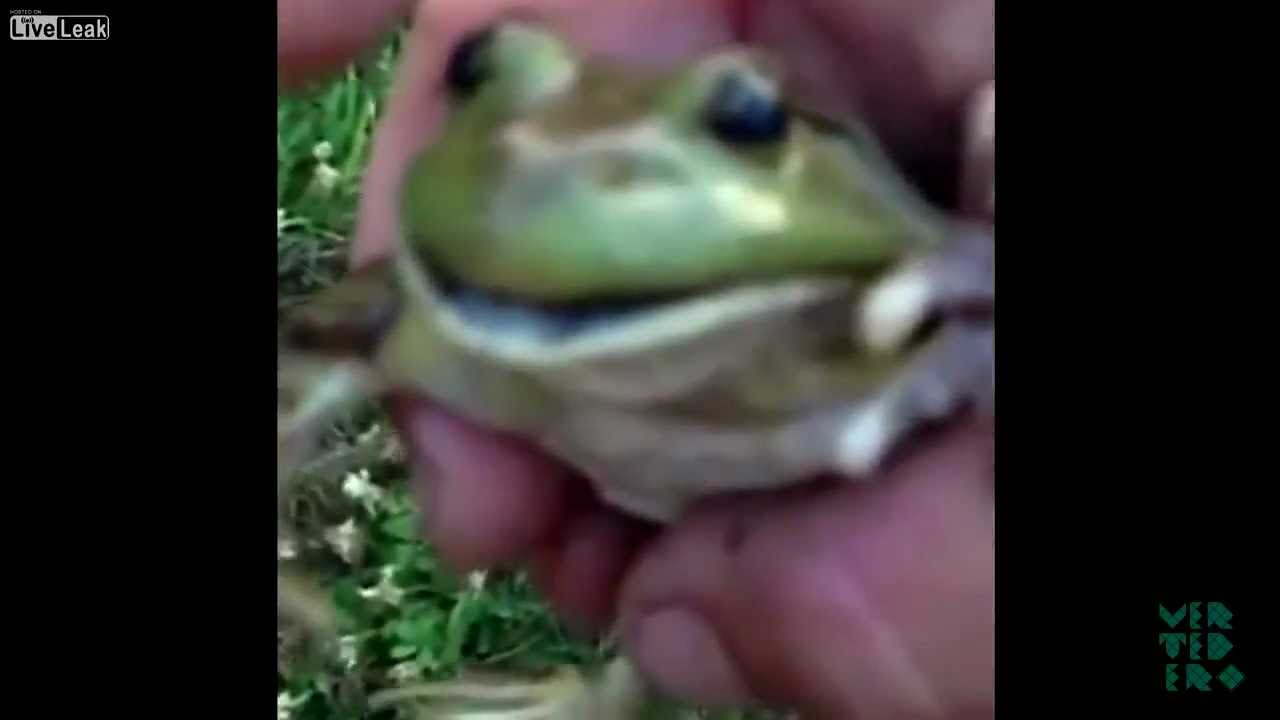 Funny Screaming Frog Compilation