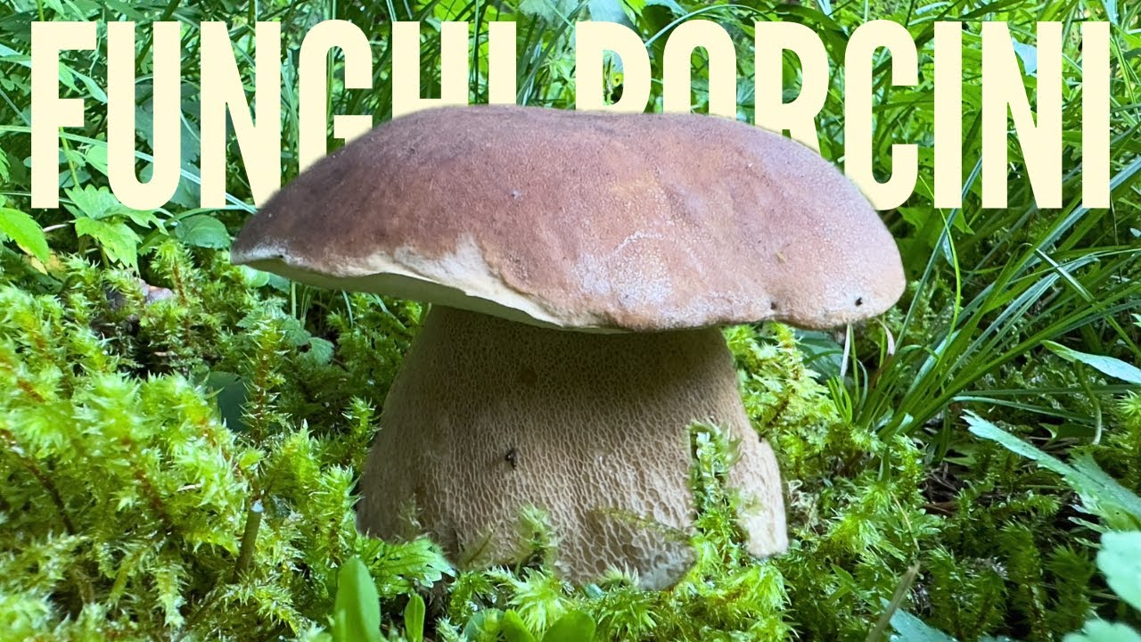 FUNGHI PORCINI 2024 - Boletus aestivalis ESTIVI e GALLETTI nelle abetaie delle Alpi