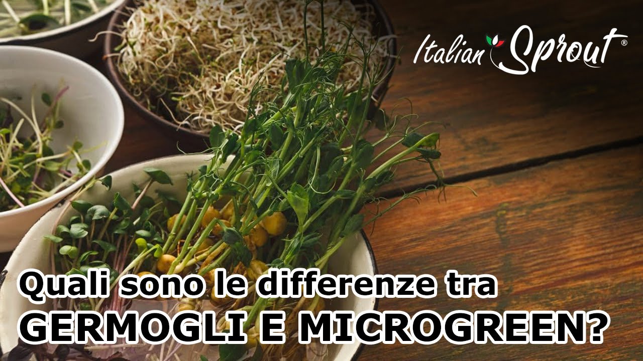 Quali sono le differenze tra germogli e microgreen?