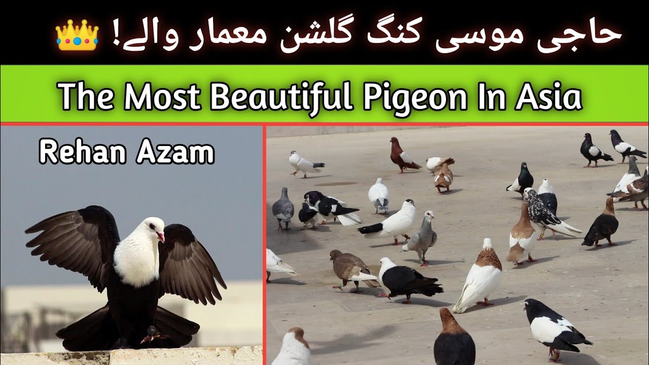 Hajji Mosa King Gulshne Memar Wale | The Most Expensive Pigeon Breed | Hajji Mosa K Kabootar