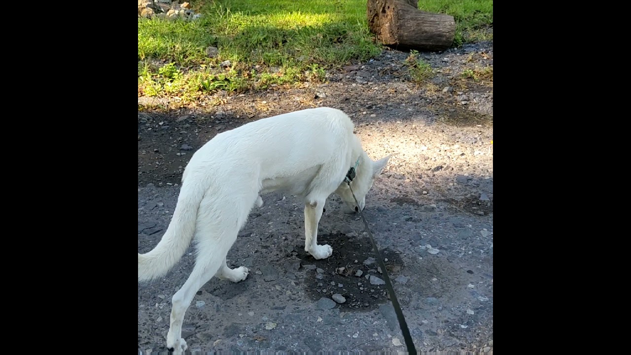 Should I get a white German Shepherd?