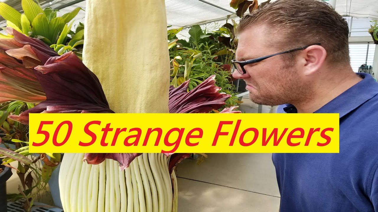 The Weirdest Flowers That Actually Exist
