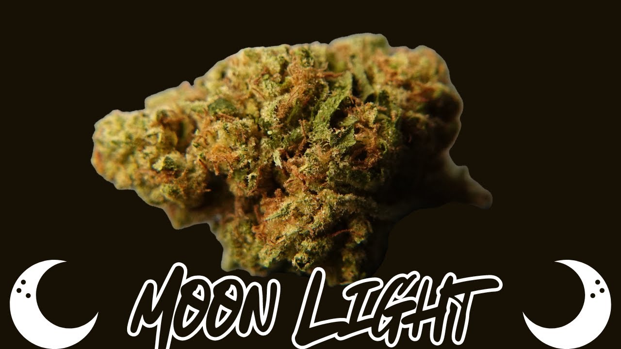 Moon Light Strain Review