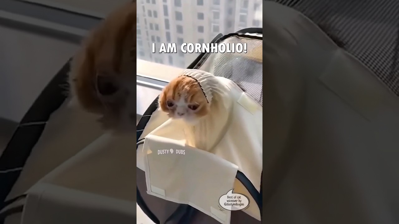 Подборка видео с котом Дасти Дабса, созданная фанатами (Часть 1 из 3) 