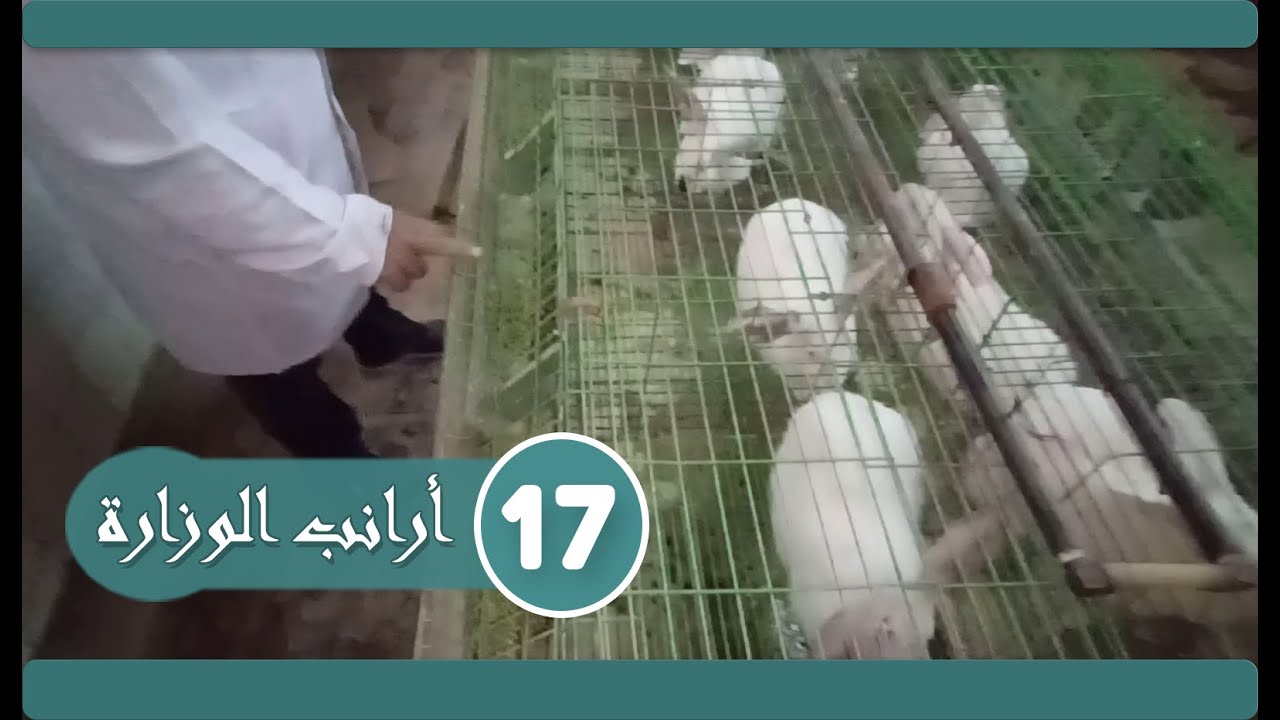 ❉ الحلقة رقم ( 17 ) 🐰 إزاي أعرف أن العلف بتاعى كويس🐰