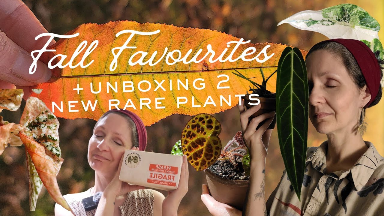 🍂Fall favourites + unboxing RARE plants! Including 1 unicorn plant!!! 🦄✨️