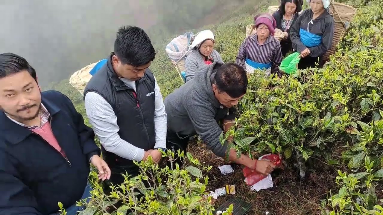 Darjeeling First Flush 2026 | Traditional Tea Garden Prayer Ritual
