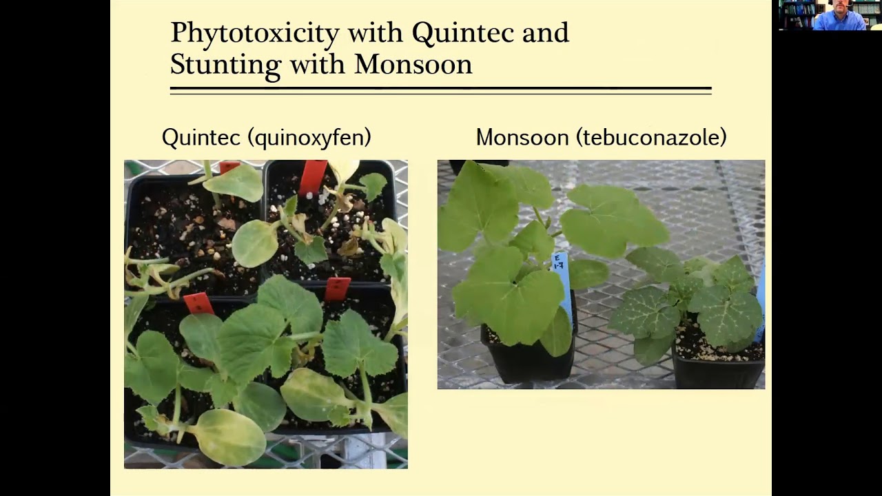 Keinath - Managing Cucurbit Seedling Diseases in Greenhouses