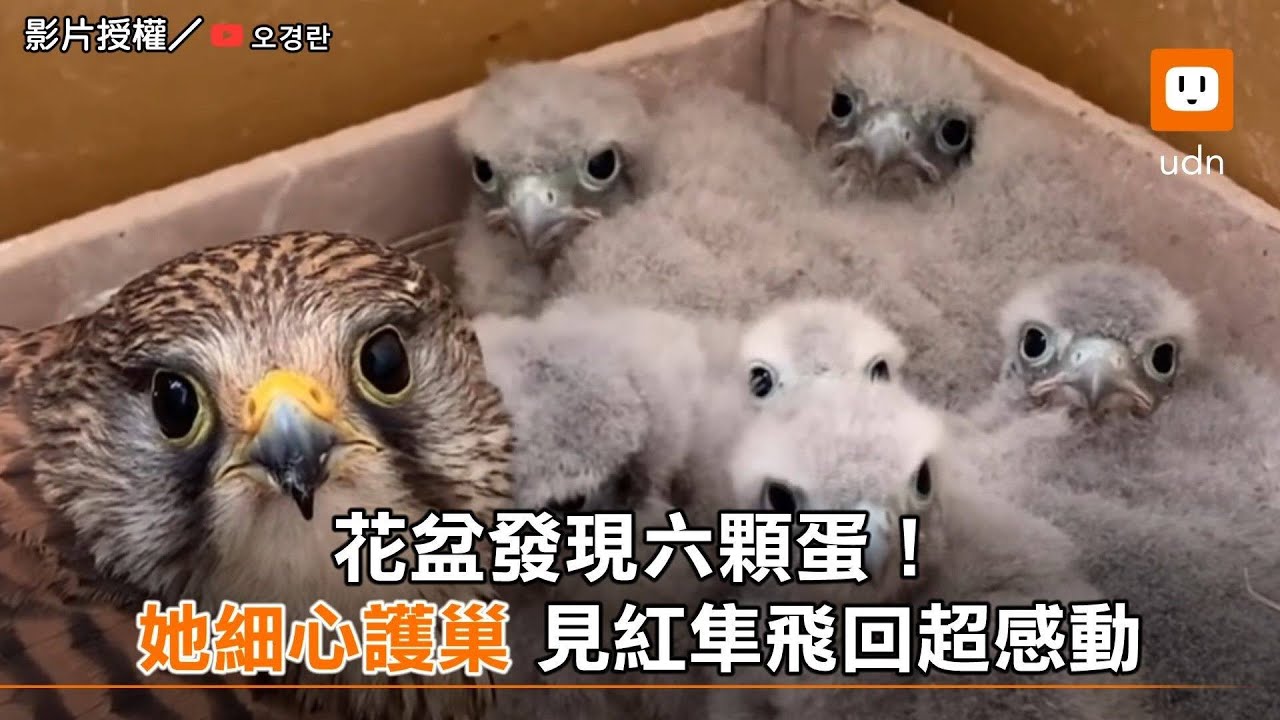 花盆發現六顆蛋！她細心護巢 見紅隼飛回超感動｜動物｜鳥類｜暖心故事 @오경란
