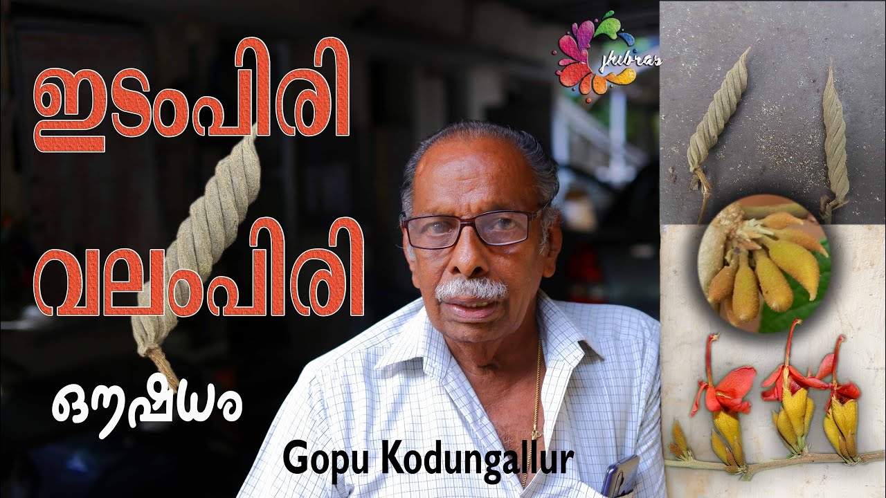 ഇടംപിരി വലംപിരി / Gopu Kodungallur /East Indian Screw Tree