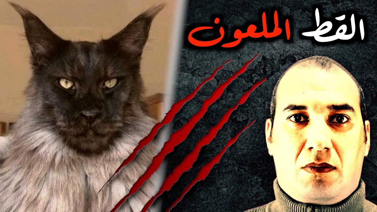 جني يتلبس قطة سوداء يدخل مطبخ بيتنا وكانت حياتي هتنتهي بسببه ( قصه رعب حقيقيه ) #osha_salah #قصص