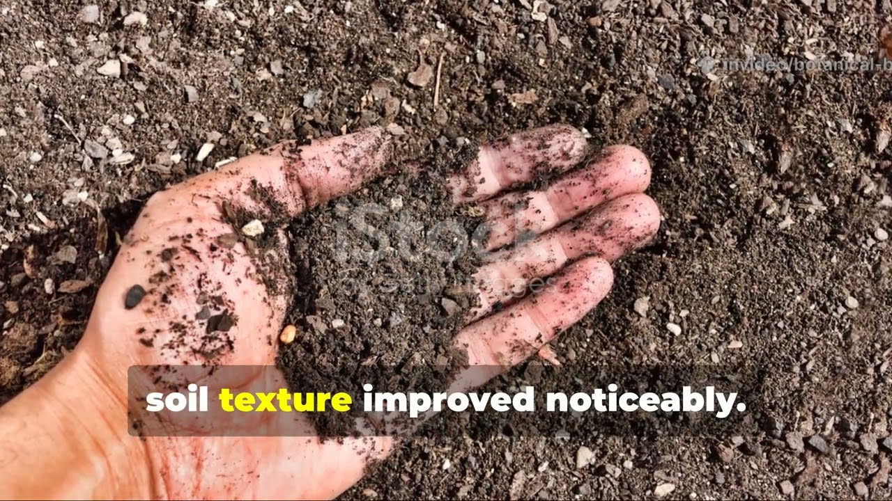 These Ancient Beans Fixed My Soil Faster Than Compost Ever Could