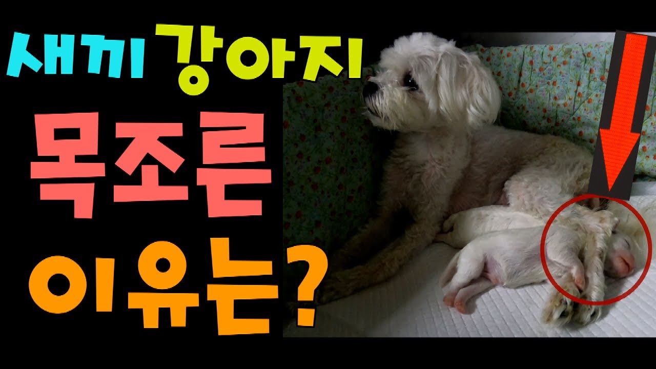 [말티즈] 343탄. 새끼 강아지를 목 조른 이유는?(감동주의)