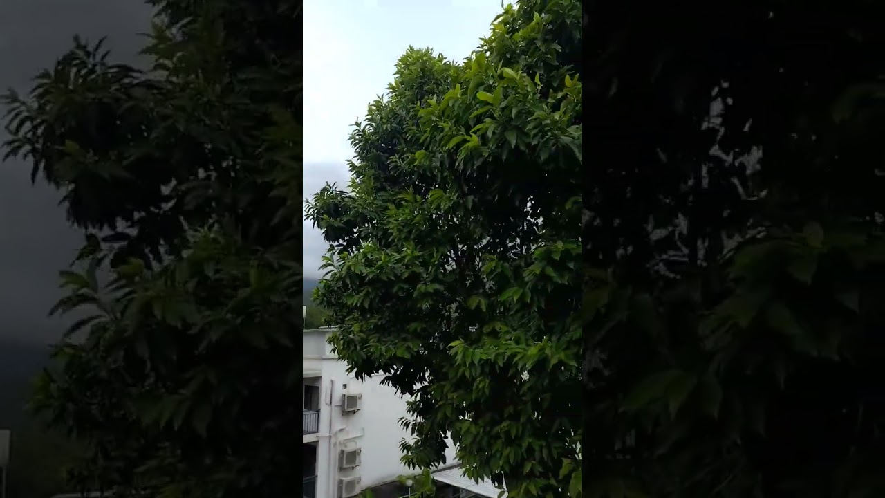 Strong Wind!#typhoon #asmr #satisfying #short