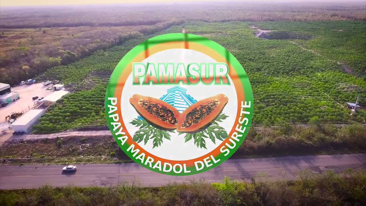Papaya Maradol del Sureste Documentary
