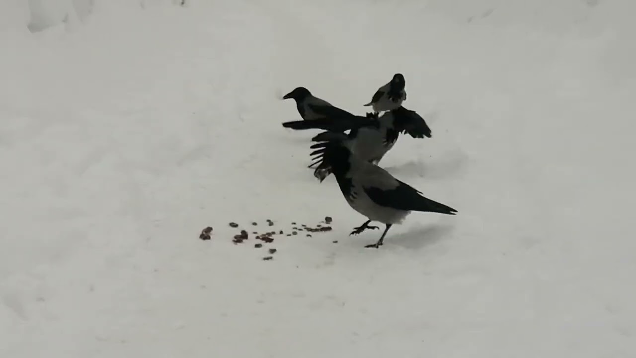 Молодые вороны Минц и Штанишкин в замешательстве / Young crows Minz & Pantsy are confused 