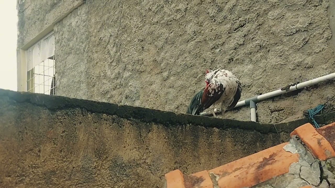HAMPIR AJA KABUR AYAM KETAWANYA 