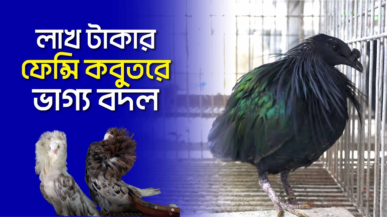 চট্টগ্রামে লাখ টাকার ফেন্সি কবুতরের বিশাল খামার | Fancy Pigeon | Pigeon Farm | Chittagong Live