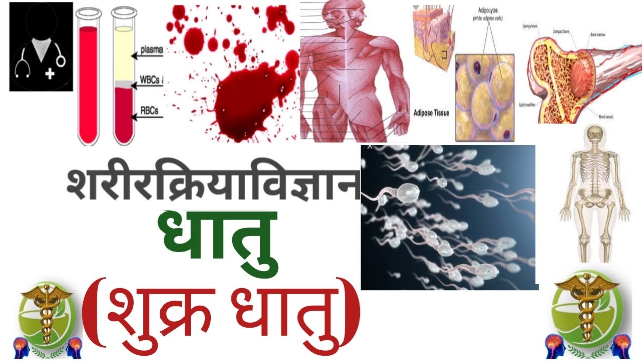 BAMS first year lecture l Shukra Dhatu (शुक्र धातु) l  Sharir Kriya l EASY EXPLANATION