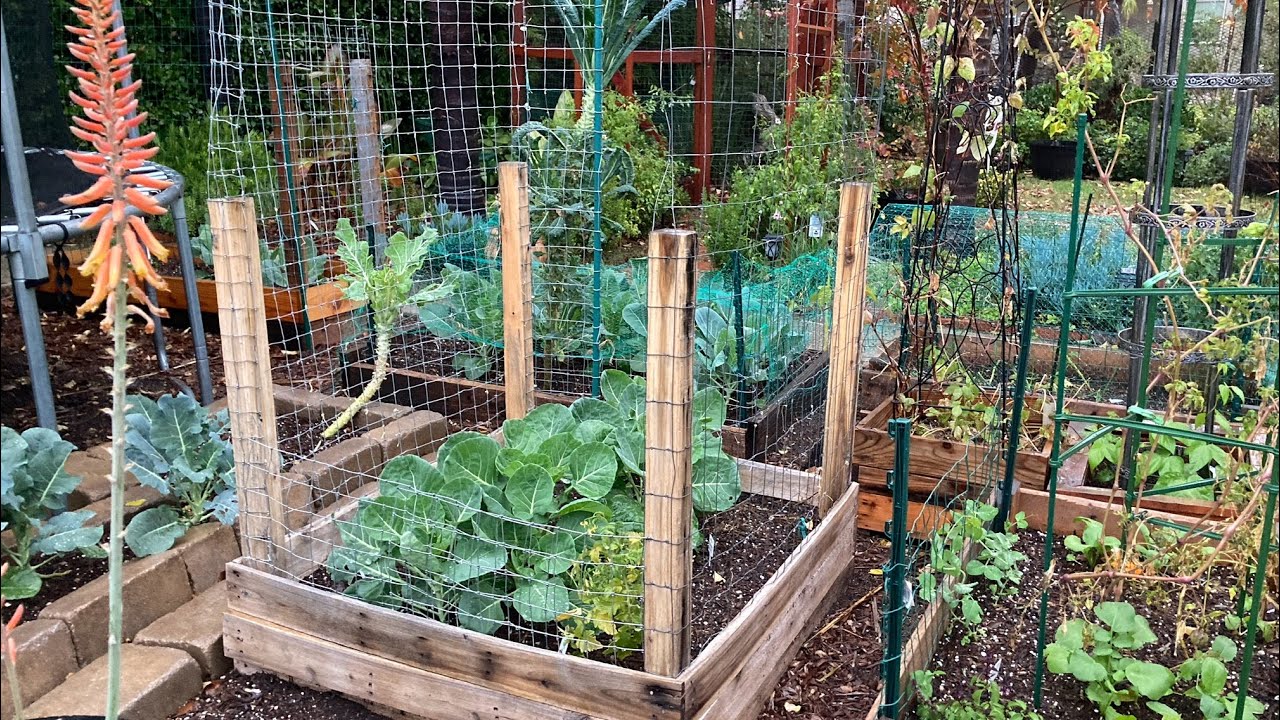 Winter Gardening in California