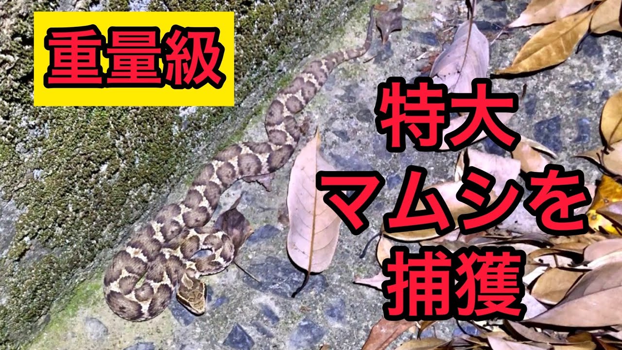 重量級極太マムシ  捕獲の瞬間