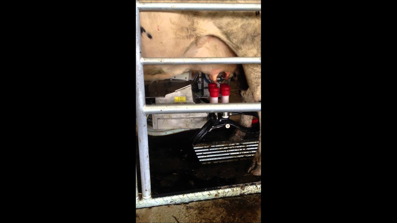 lely a2