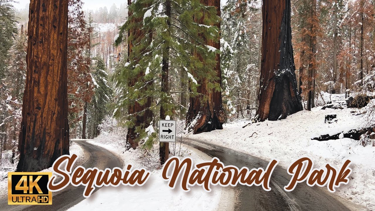 Full Drive through Sequoia National Park in Winter Snow
