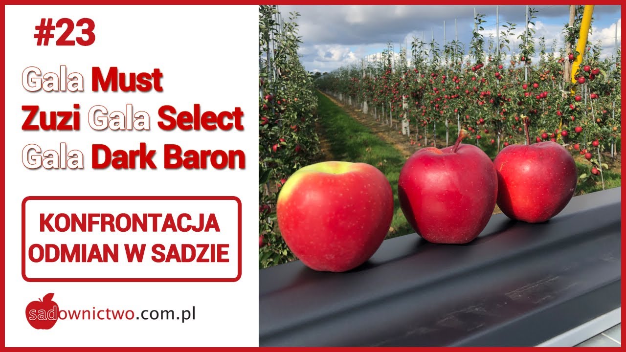 #23 - Która najciemniejsza ? Gala Must, Zuzi Gala Select, Gala Dark Baron - porównanie