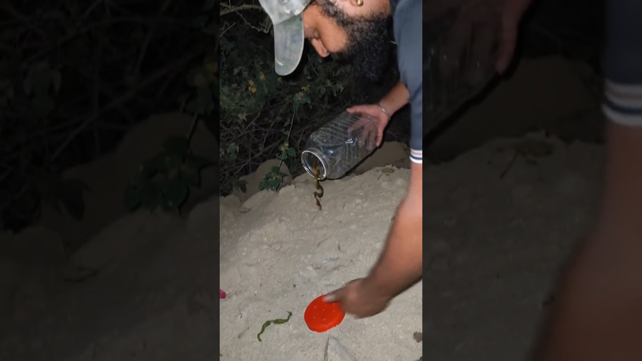 RAT SNAKE, rescued and released safely into the wild/ #reels #video #youtubeshorts #youtube #snake .