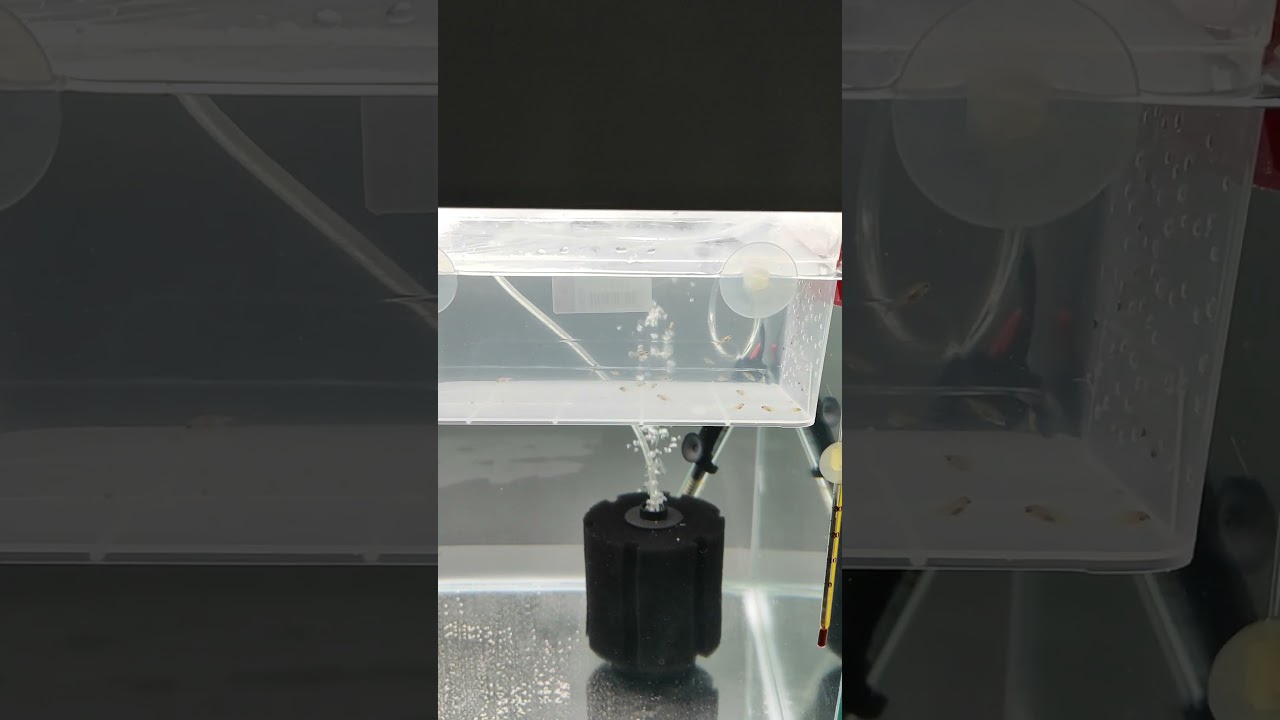 #aquarium  #ciklet  #yavru  #sarıprenses  saklama kabından yavruluk olurmu demeyin yaptık oldu