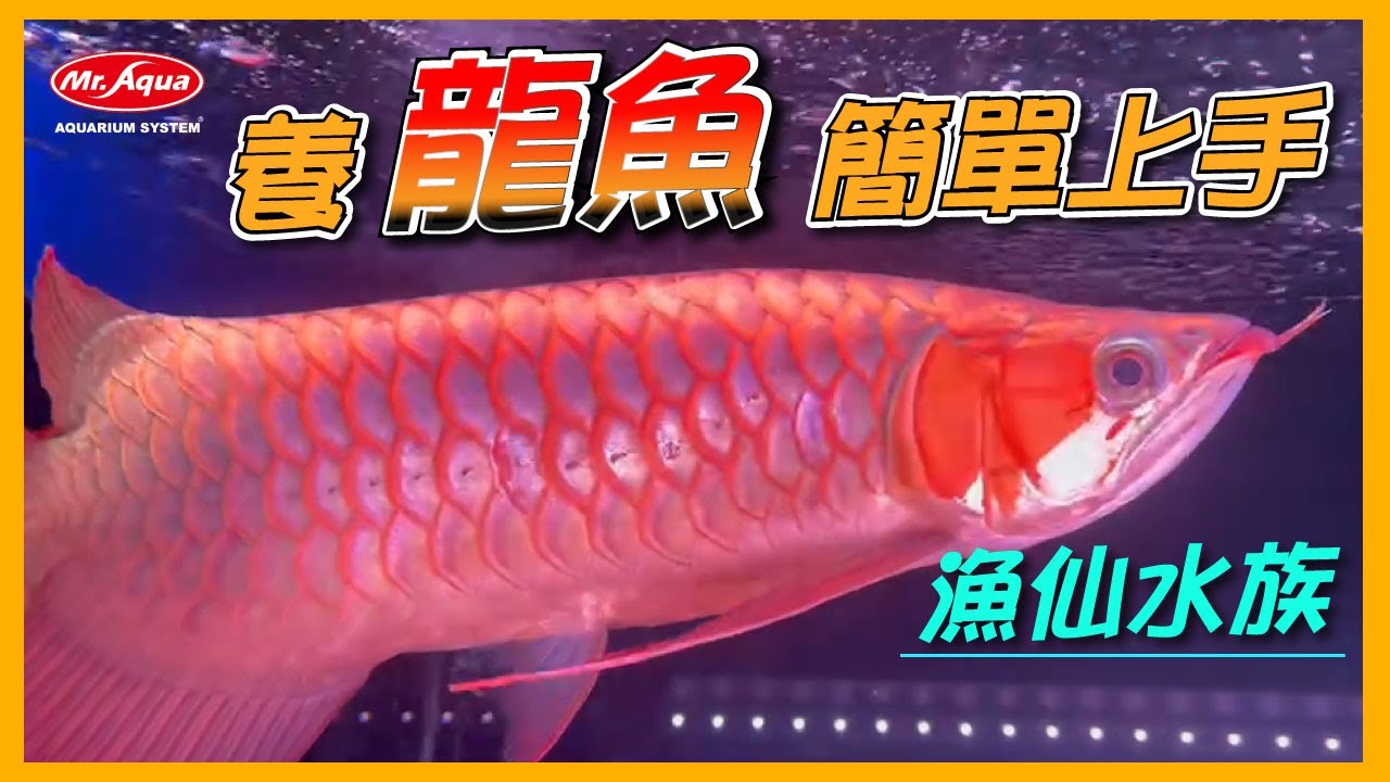 【NaNa15】漁仙水族量販店面介紹&龍魚該怎麼養?/發色/鱗框/BCA龍魚