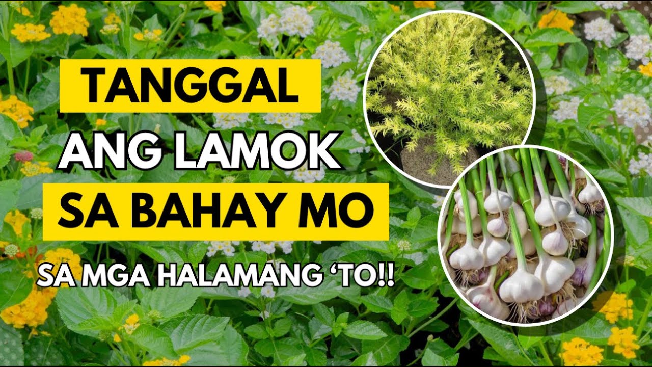 EFFECTIVE NA MGA HALAMAN NA PANGTABOY NG MGA LAMOK!