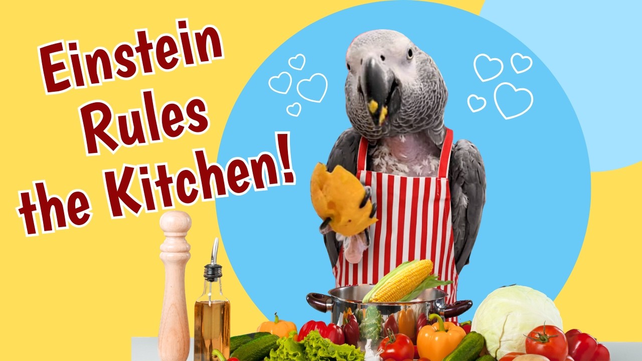 Попугай Эйнштейн правит кухней 🦜🍽️ «Я принесу тебе обед!»
