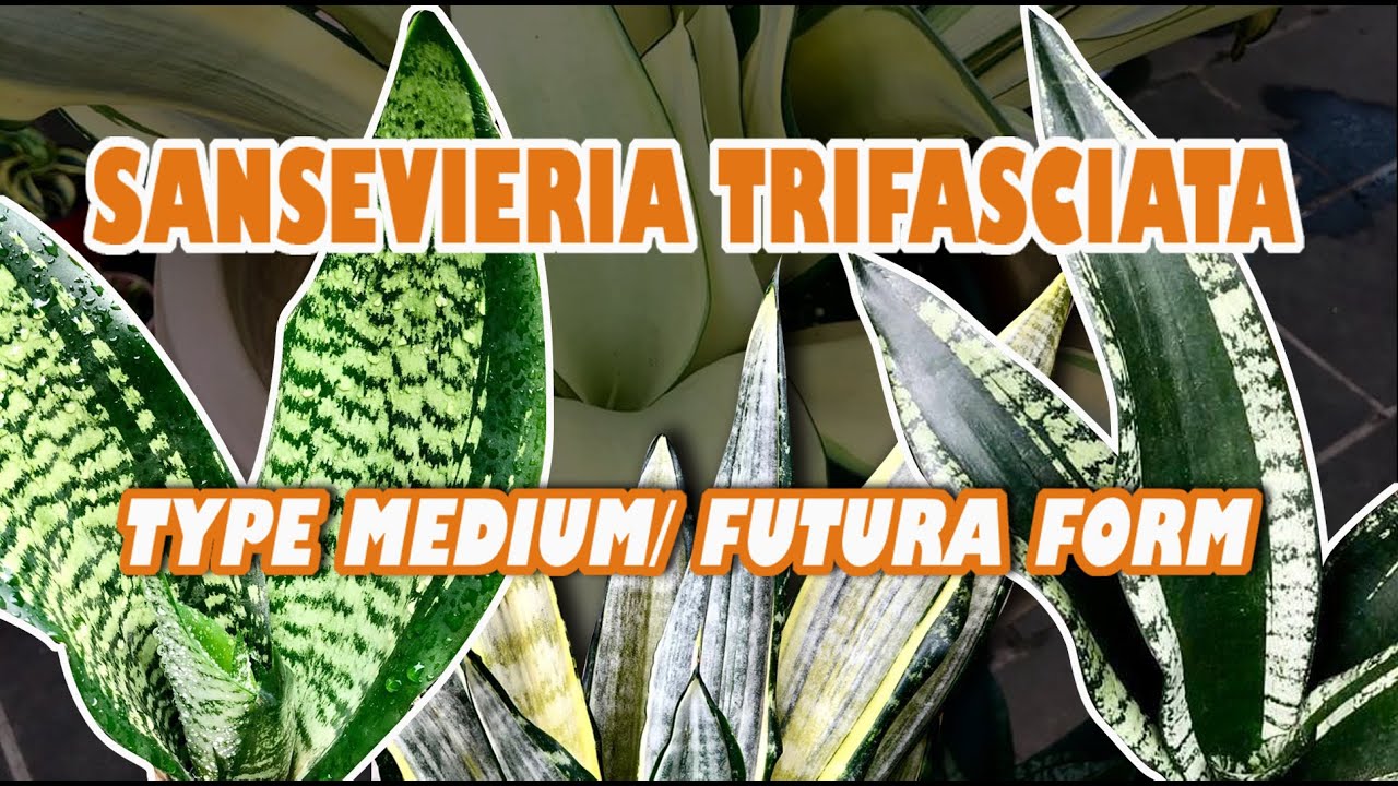 JENIS SANSEVIERIA TRIFASCIATA TYPE MEDIUM/ VARIAN FUTURA